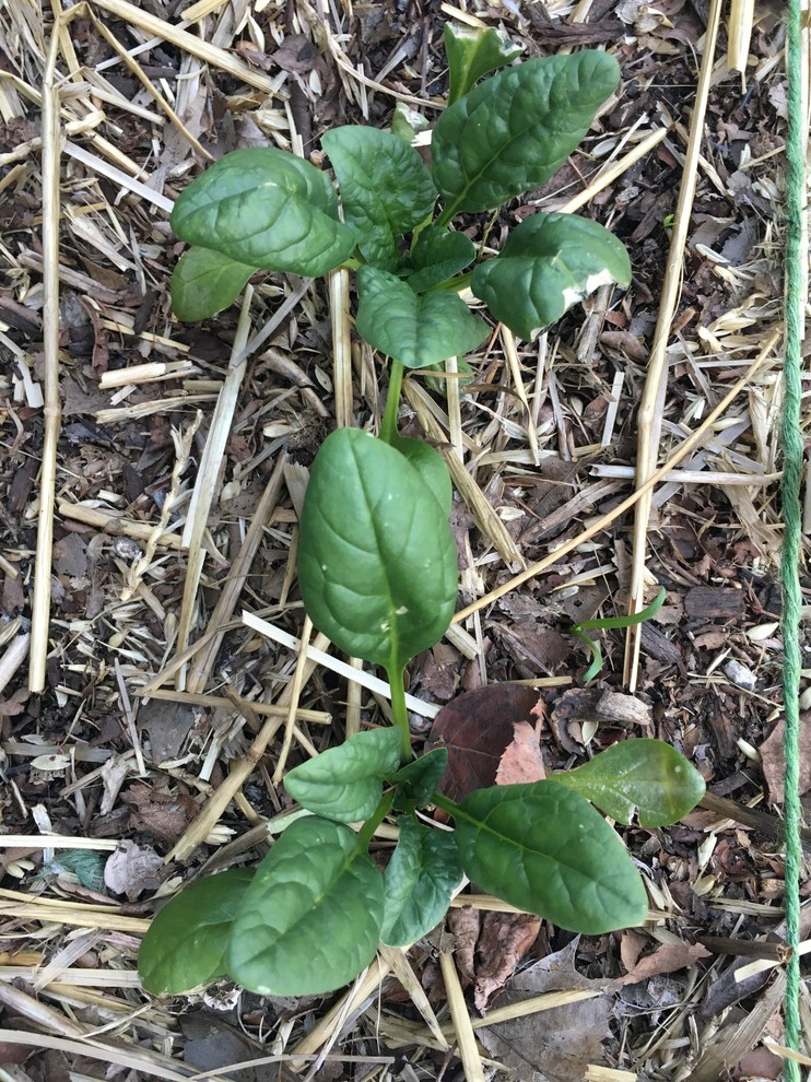 White spots on transplanted spinach