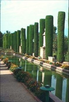 Can Italian Cypress Trees Be Topped? Expert Guide to Pruning and Shaping