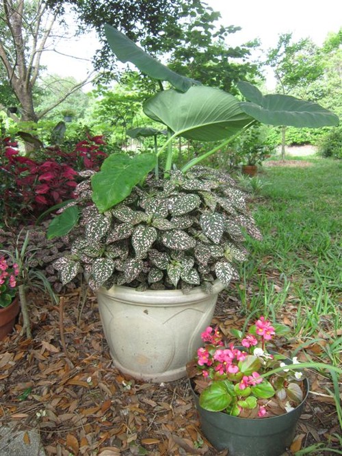 top 28 when do elephant ears come up top 28 when do elephant ears come up how long for top 28 when do elephant ears come up top 28 when do elephant ears come up how long for