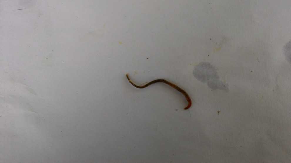 black intestinal worms