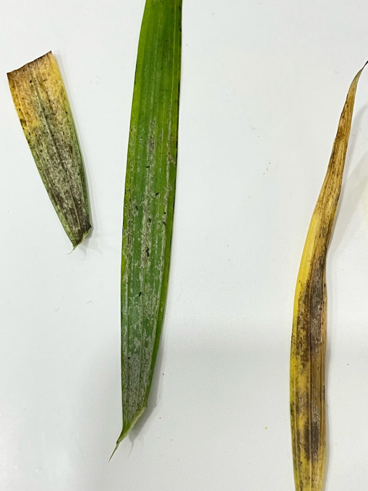 what are these pests on a cat palm?