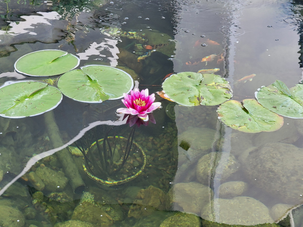 Custom✨ Koi Pond
