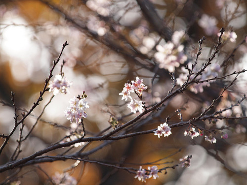 ソメイヨシノだけじゃない 知っておきたい桜の品種と それぞれの特性 Houzz ハウズ