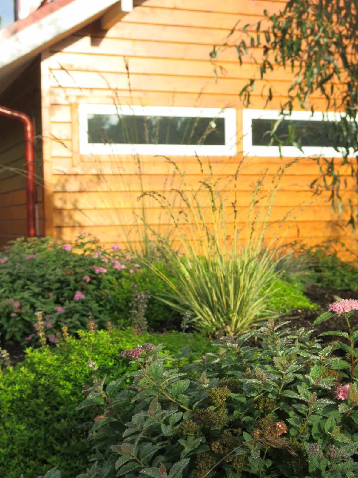 ЯГОДНОЕ ЛУКОШКО (РАСТВОРИВШИСЬ В РАДУГЕ). СЕЗОН 2016. УТРО