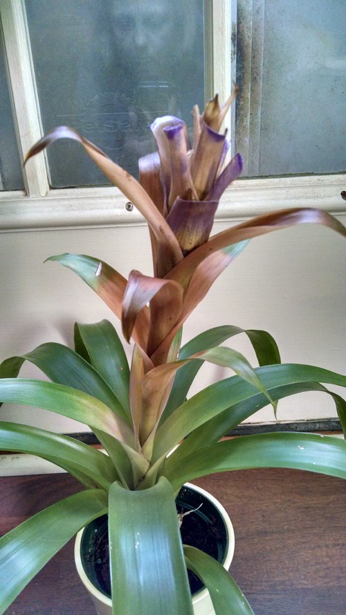 Bromeliad dying or thirsty Bromeliad dying or thirsty