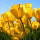 webuser_183202743