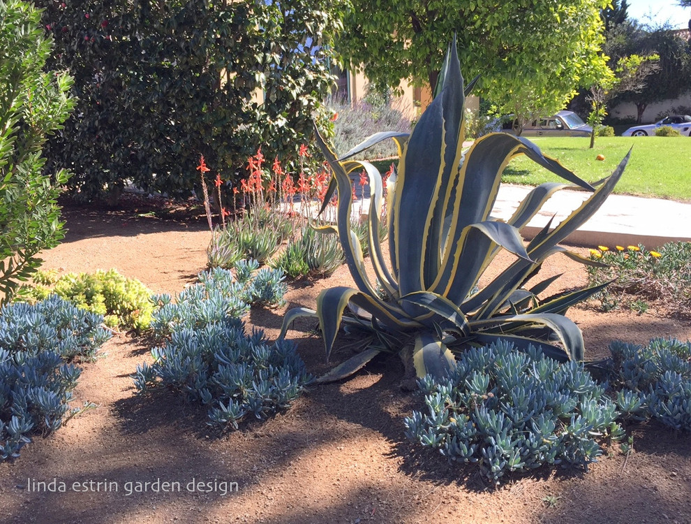 SUCCULENT GARDEN