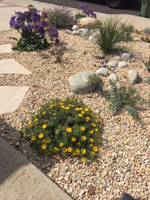 Inspiration for a large midcentury front yard full sun xeriscape for spring in Los Angeles with gravel.