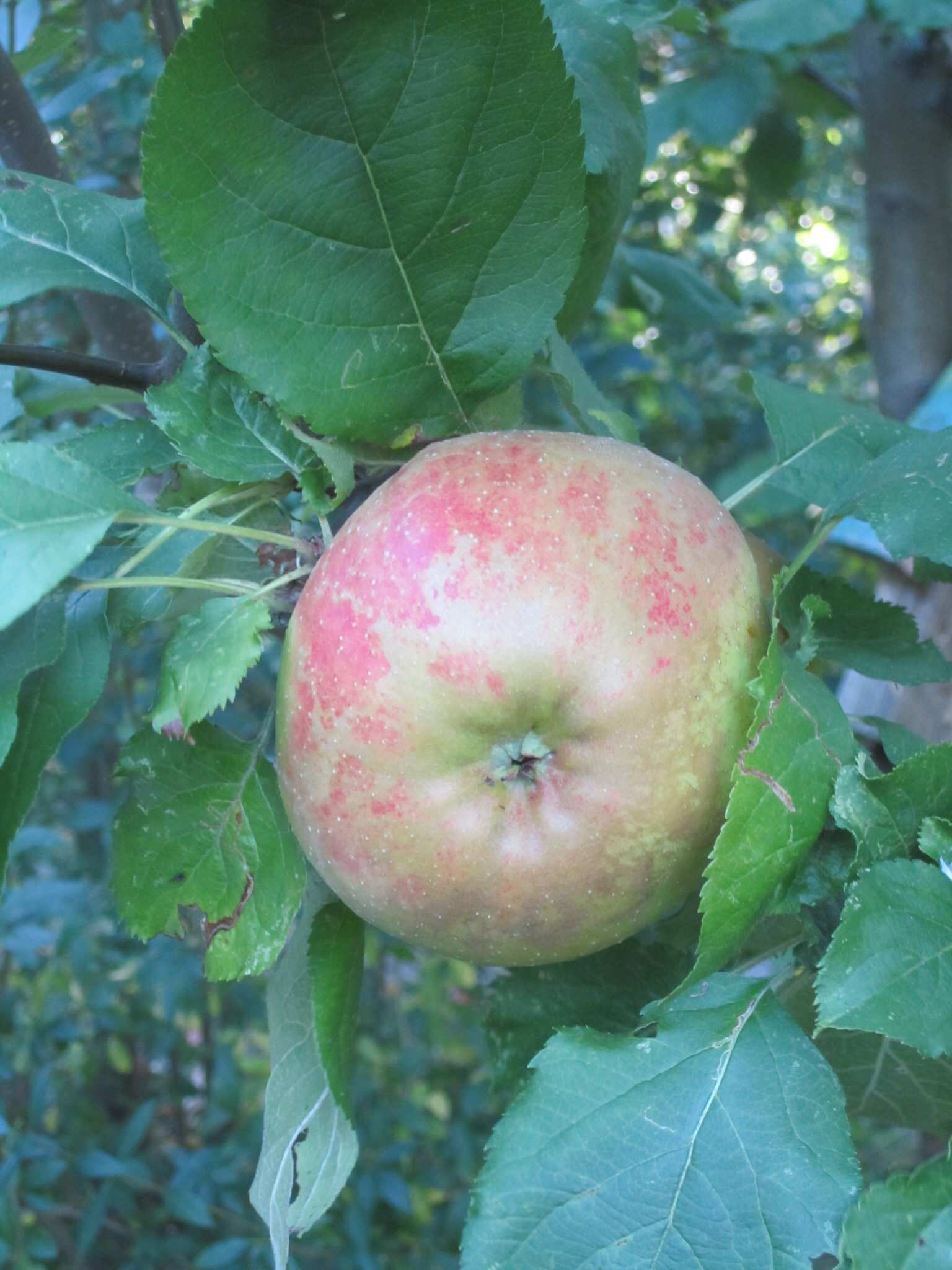 Licht und luftig: Mit dem richtigen Schnitt zum ertragreichen Apfelbaum