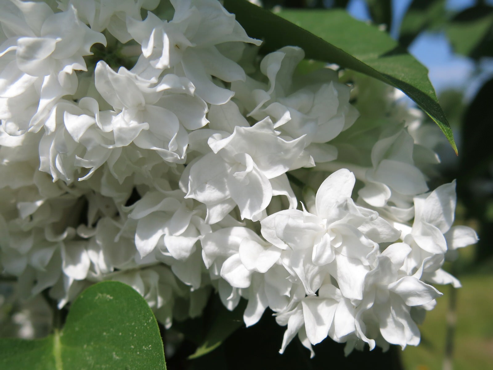 ТЕПЛЫШКО МОЕ. ВЕСНА.