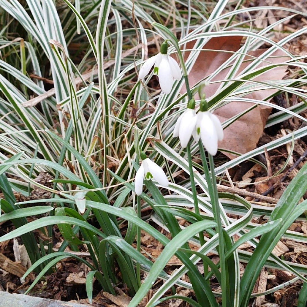 Délicate association des perce-neige et d'un carex