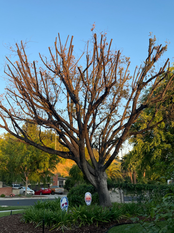Obite Tree Our oak tree seems to be slowly dying, what can we do?