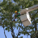 Greenleaf Tree Care