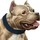 bullymax_dogsupplement