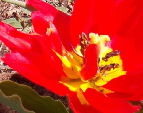 Red flower with on sale yellow center