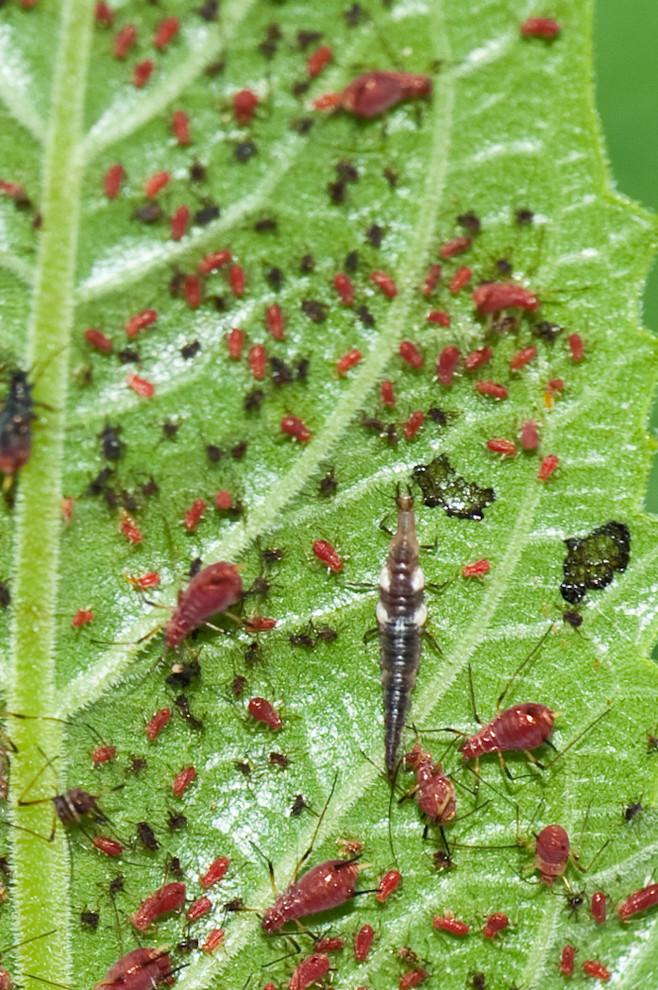 Laguring Insects Lacewings: Beneficial Garden Insects