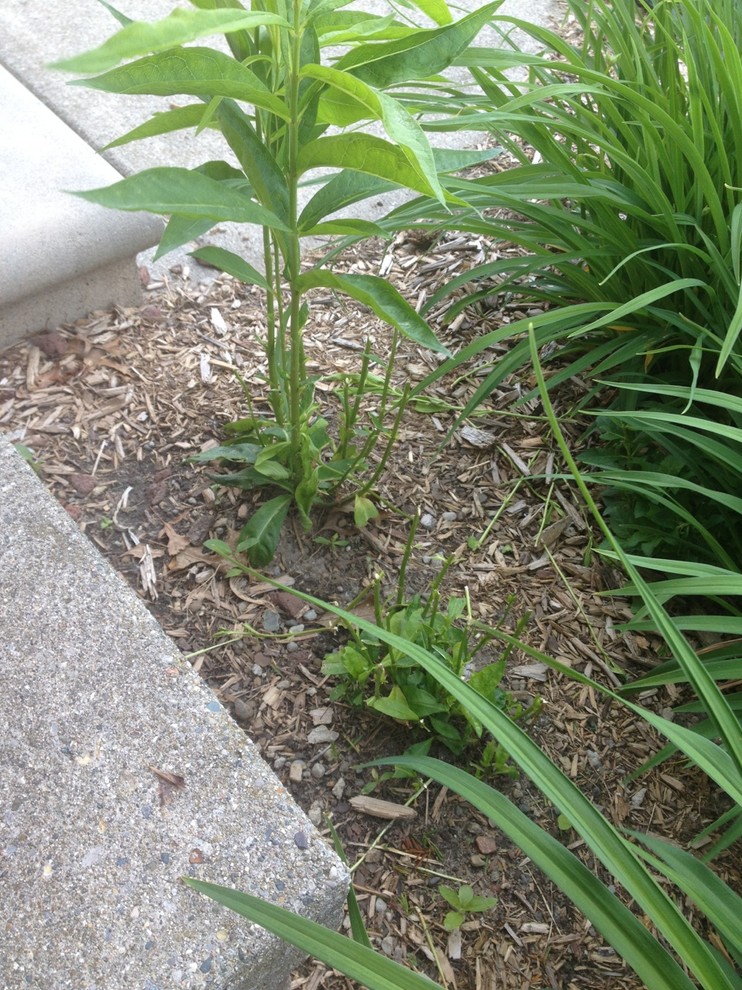 Rabbits ate my Phlox