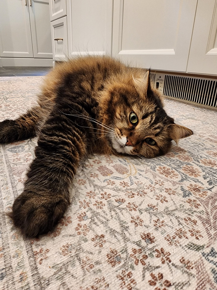 16831 - The Purrfect Kitchen