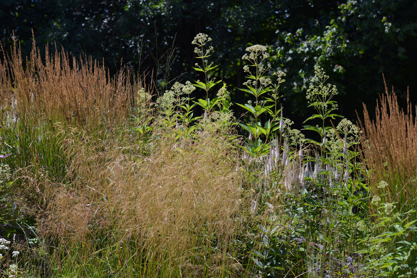 Злаковые цветники