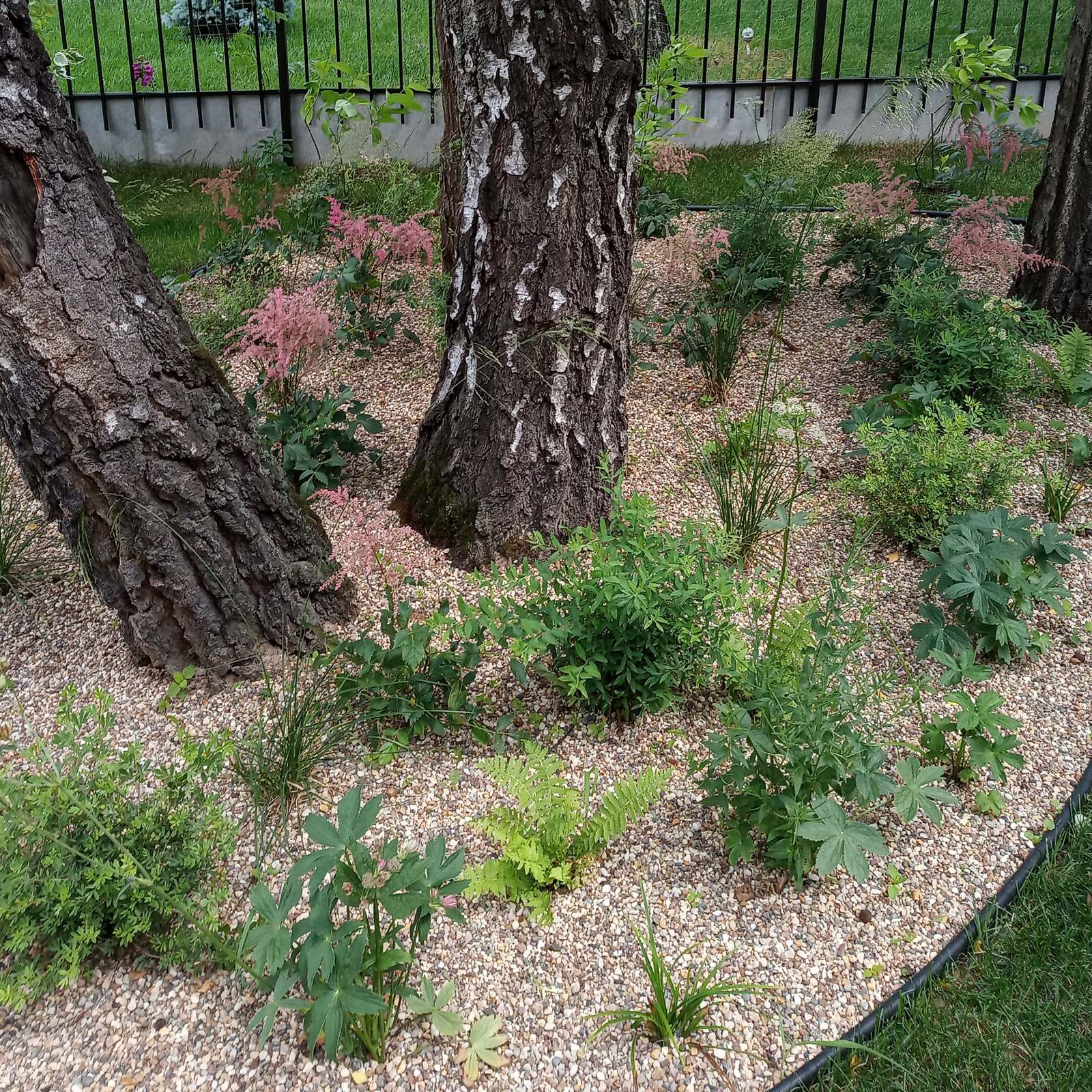 Берёзки и камни