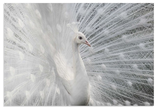 White Peacock Art Snow White Peacock Elegant Bird Print On Metal Or Acrylic Contemporary Metal Wall Art By Modern Crowd