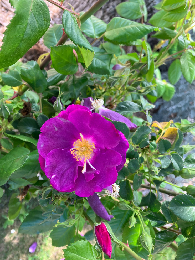 New Home with Unknown Roses | Houzz Forum