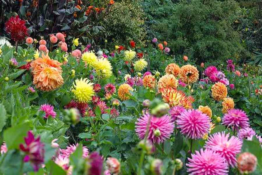 Back Yard Gardens