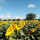 Last commented by Thai Farm Asia