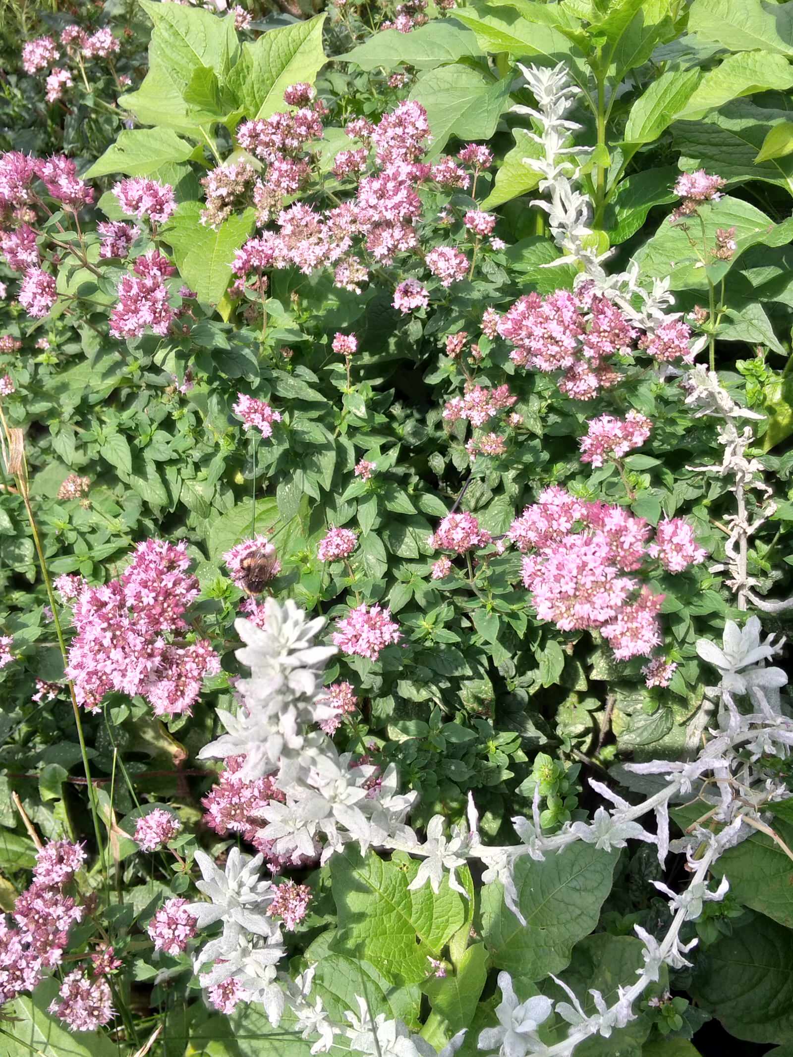 Трава-мурава