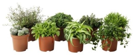 Himalayamix Potted Plant