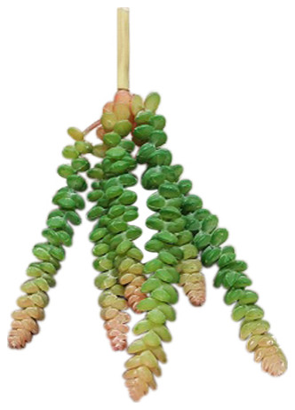 Jelly Bean Succulent (Pack Of 12)