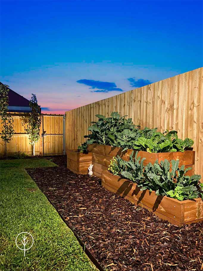 Источник вдохновения для домашнего уюта: солнечный, весенний засухоустойчивый сад среднего размера на заднем дворе в стиле модернизм с высокими грядками, хорошей освещенностью, мульчированием и с деревянным забором