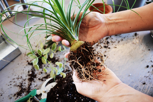 Diy 吊るすタイプのかわいい苔玉 こけだま をつくろう Houzz ハウズ