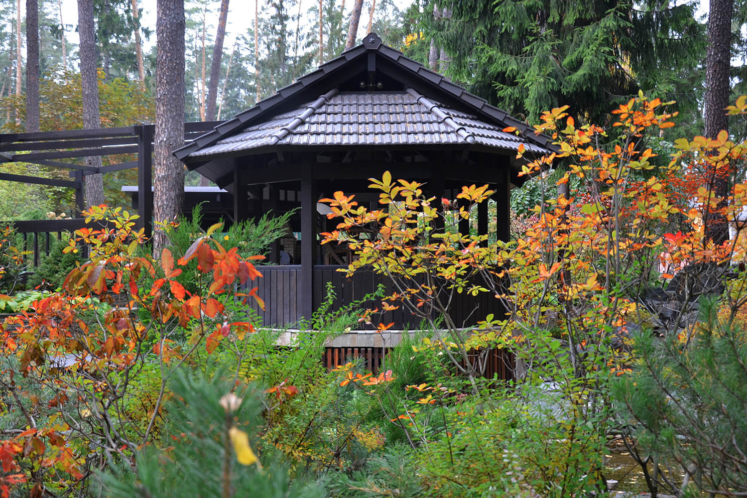 Сад с водоемом в КП " Сосновый Бор"