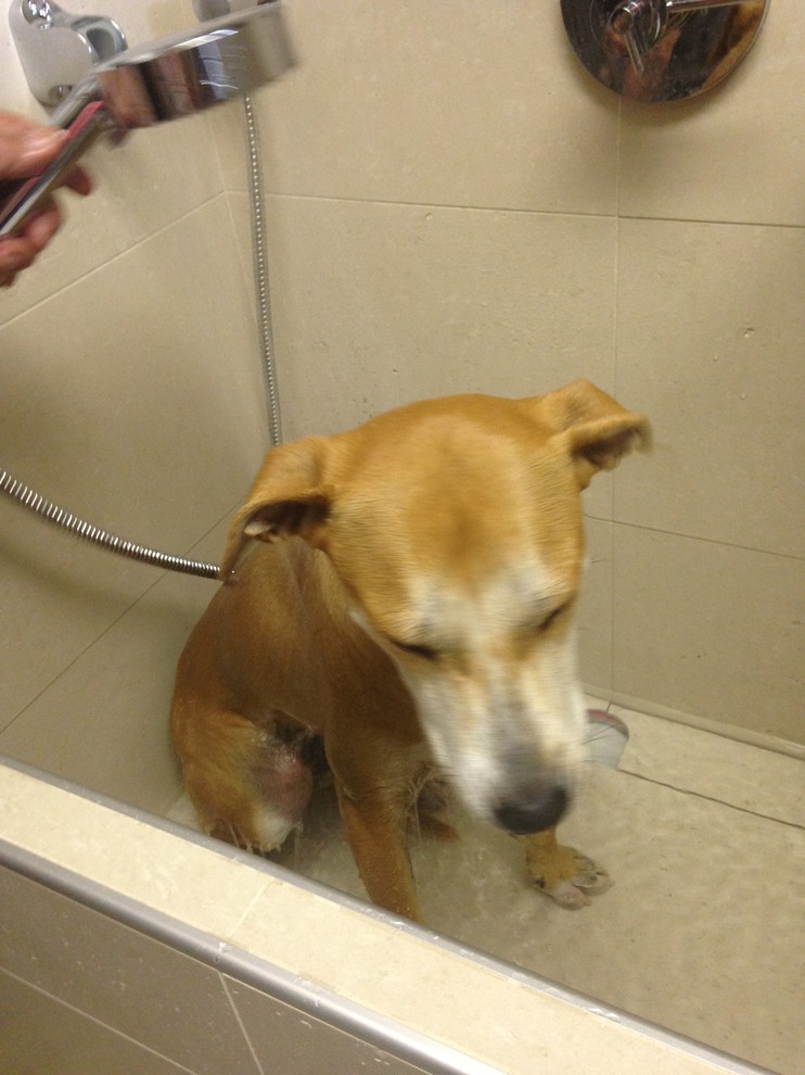 Doggie Shower