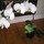 geraldine_bertin