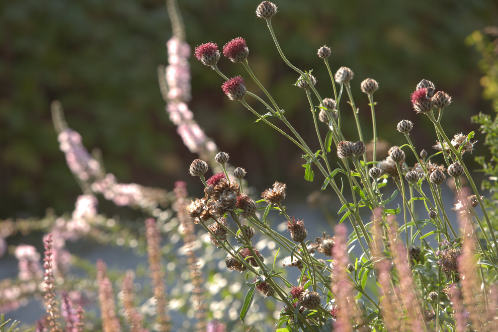 Отражение в каплях росы