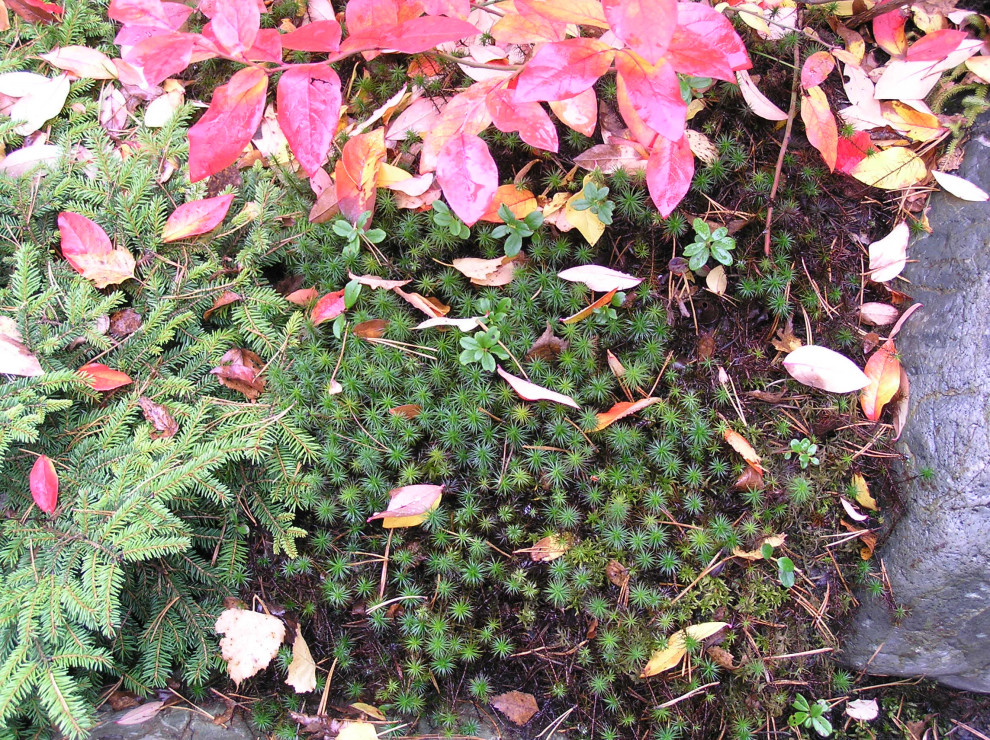 Брусничник