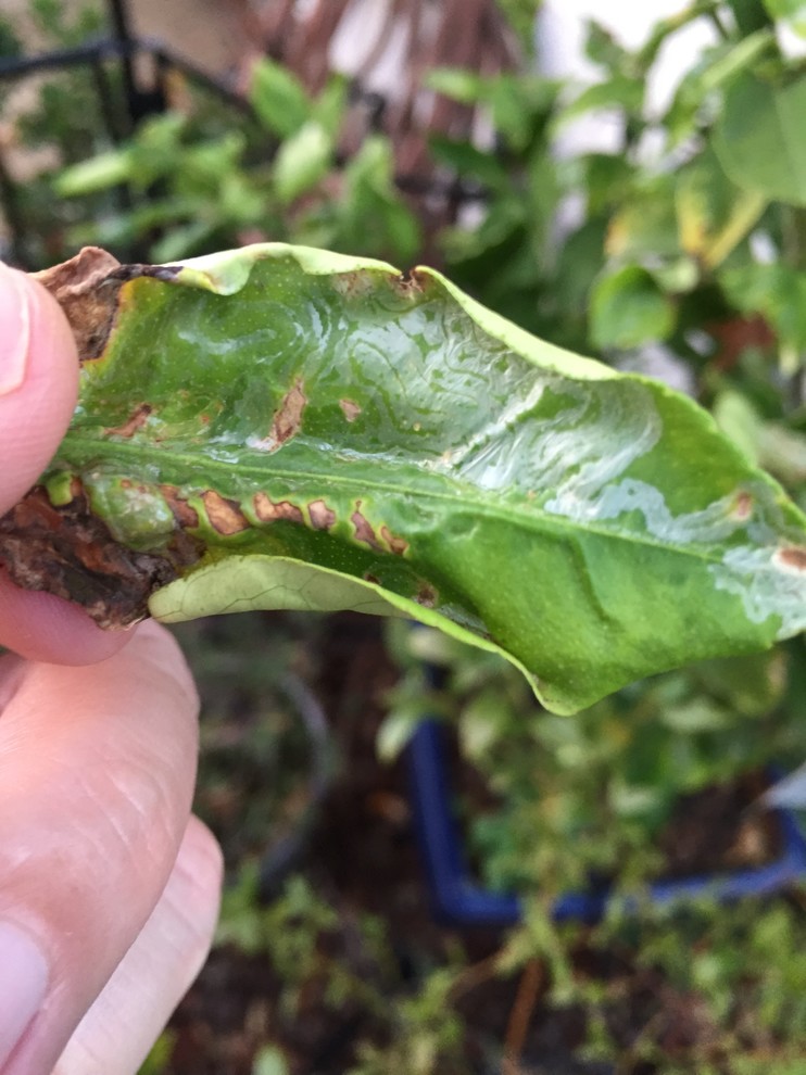 Deformed Leaves & White stuff on Citrus