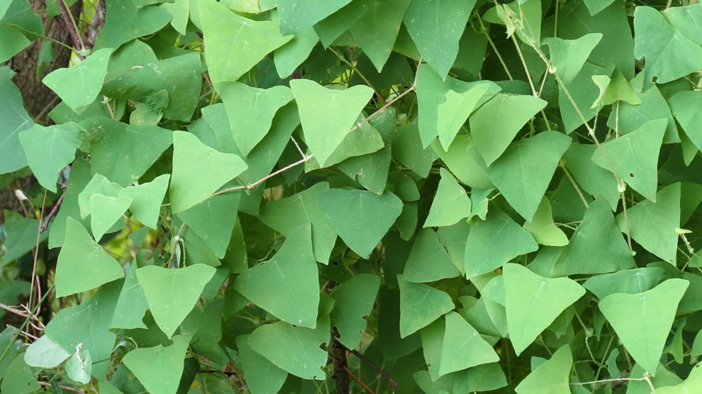 Mile a Weed is dangerously Invasive in NY and CT