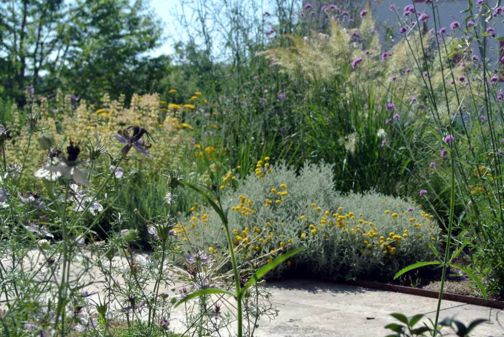 Pflanzenvielfalt im Stadtgarten