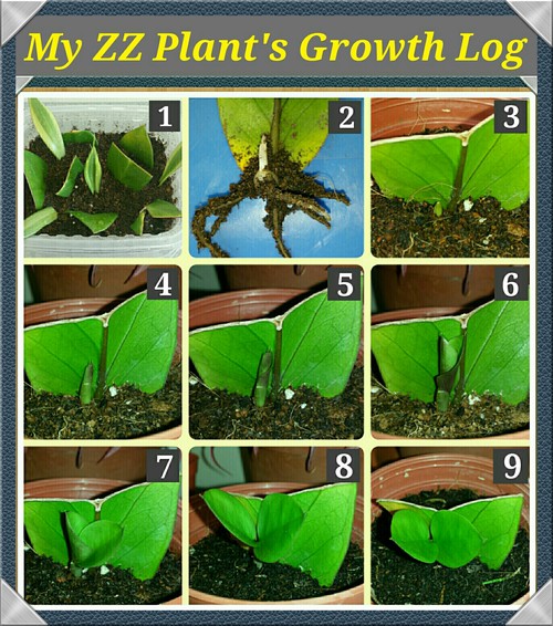 Growth Log of my ZZ Plant Leaf Propagation!