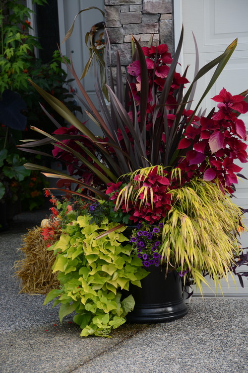 How to Create Beautiful Tropical Planters and Container Gardens