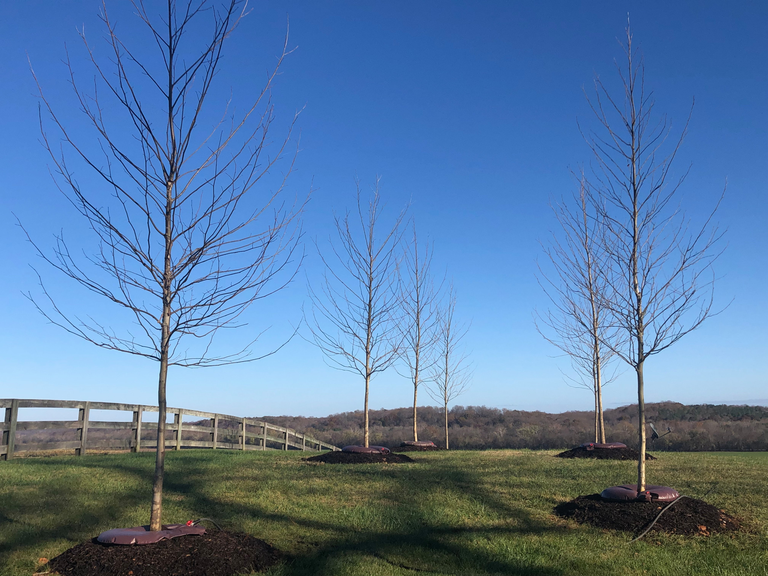 Platanus occidentalis (American Sycamore)