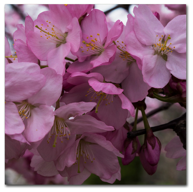 Traditional Purple Chinese Blossom Canvas Wall Art Picture Print