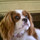 randy_newsom