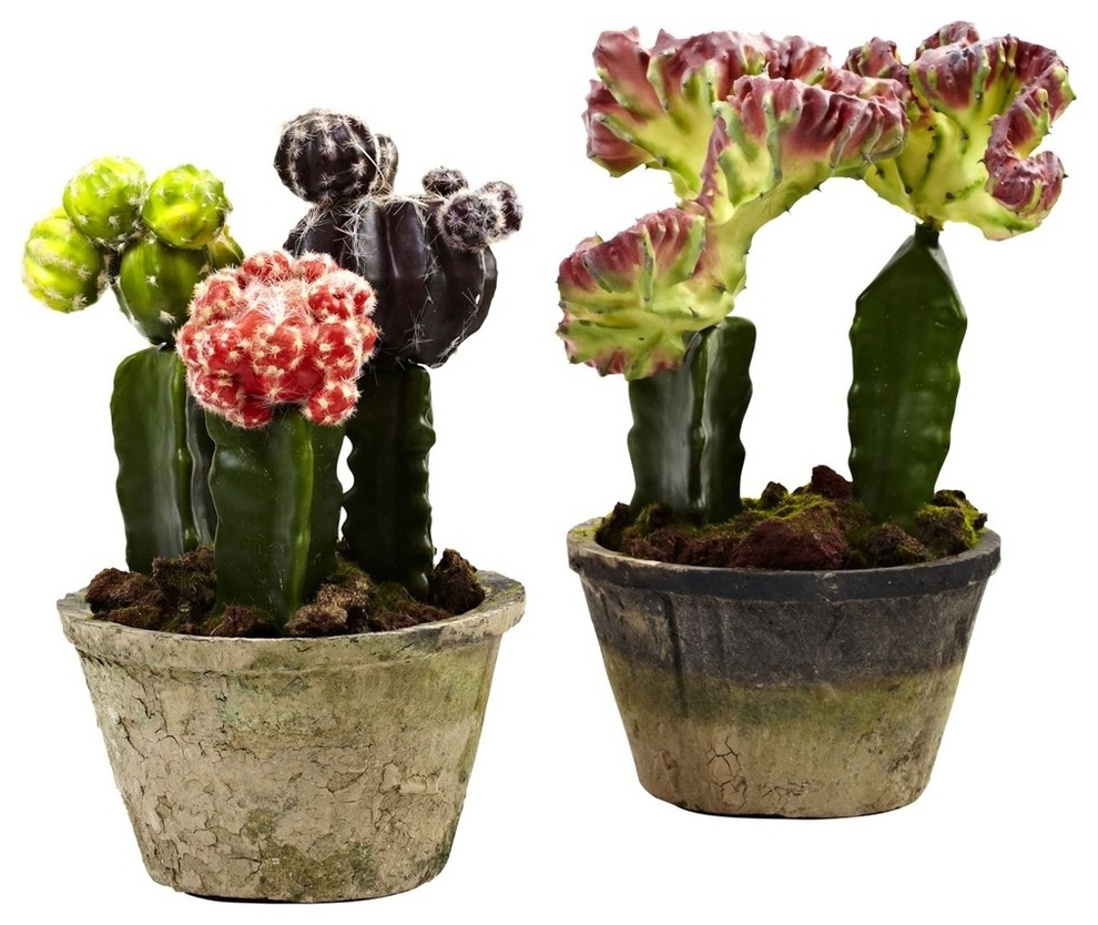 Colorful Cactus Gardens (Set of 2) - Southwestern - Artificial Plants
