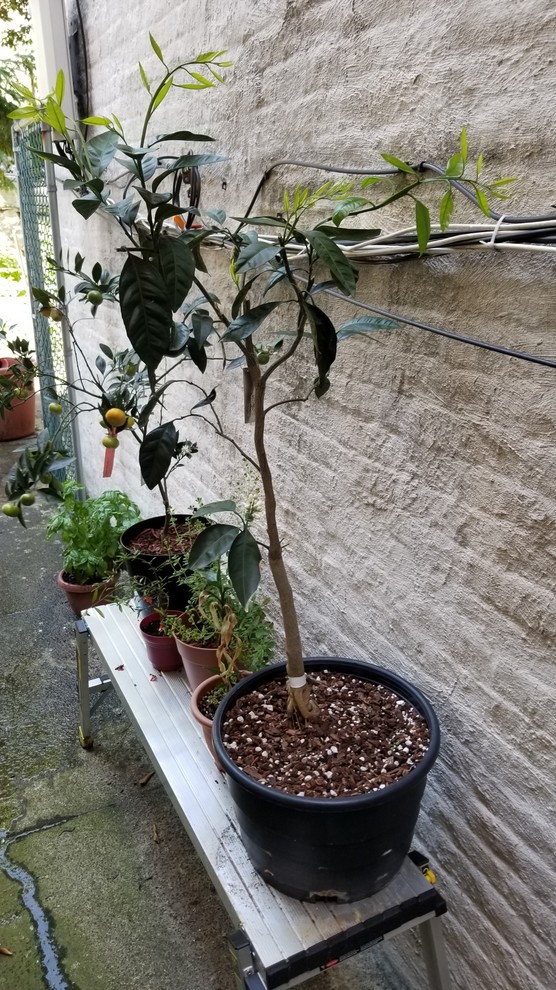 After all this rain, my Owari satsuma finally woke up