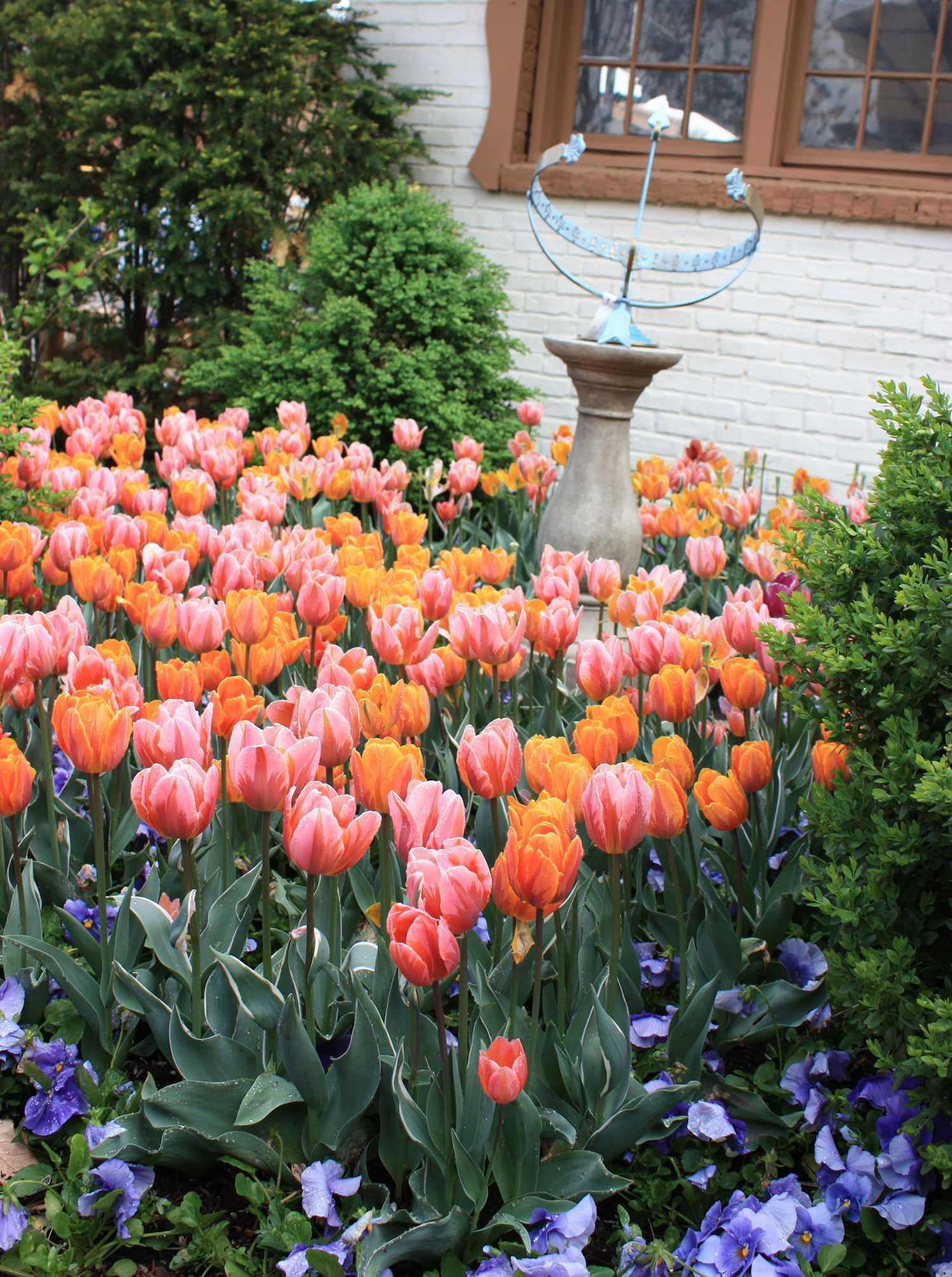 Orange and Peach Tulips planted with Blue Pansy in  Garden. Peter Atkins and Associates
