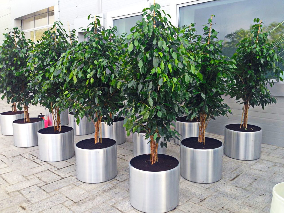 Озеленение автосалона БМВ